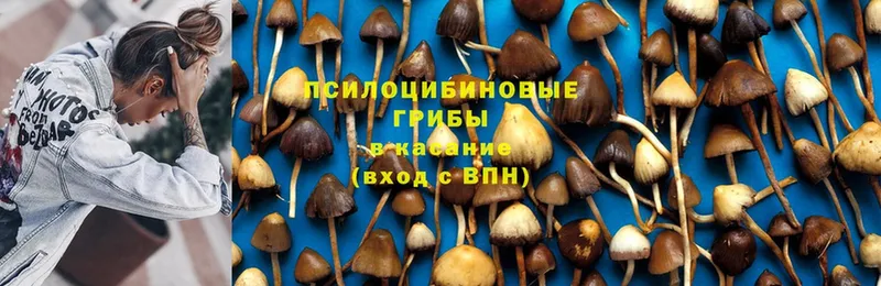 магазин    Жердевка  Псилоцибиновые грибы Psilocybine cubensis 